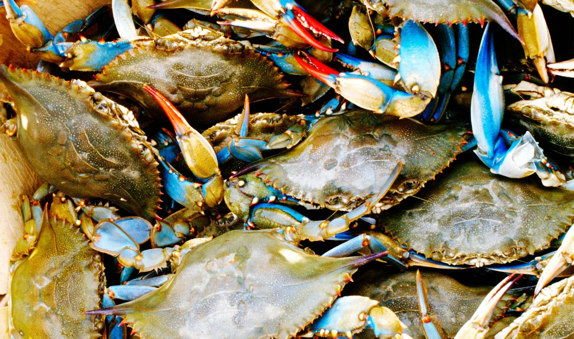 Blue Crabs