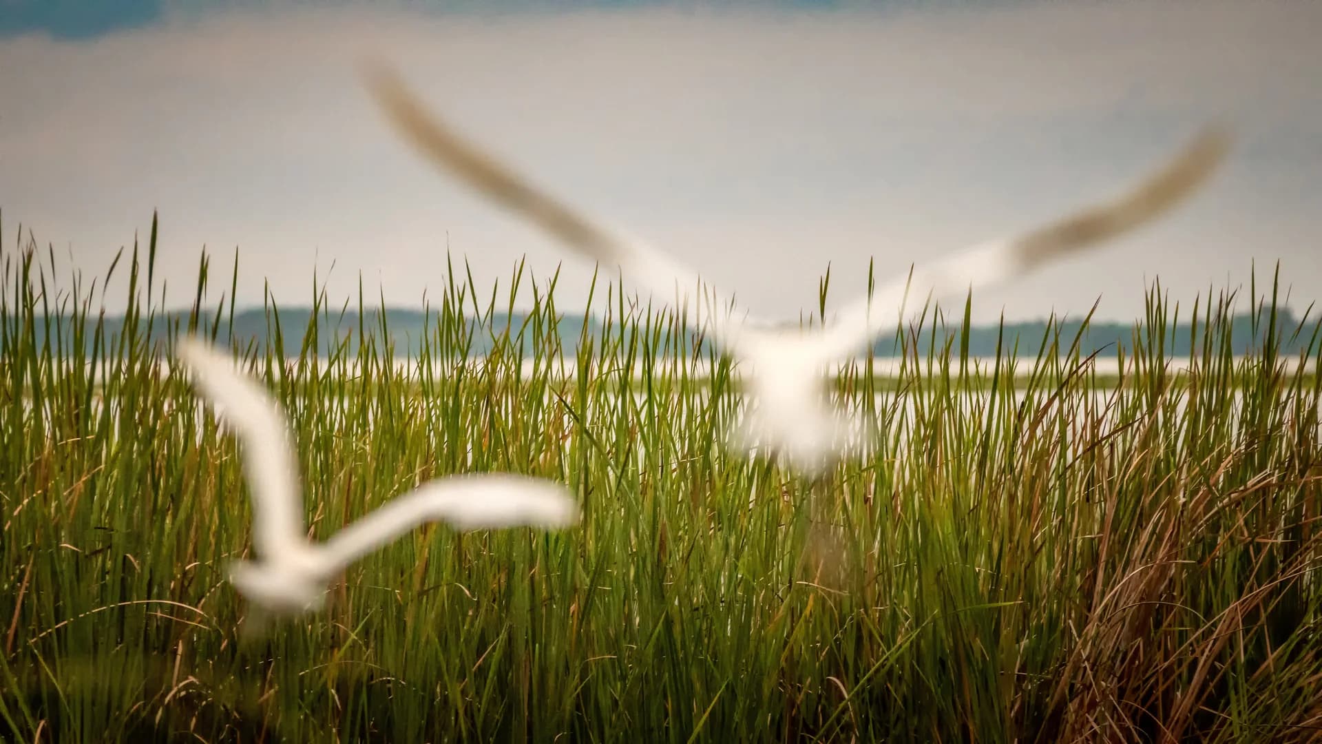 Birds Flying Over a Prairie