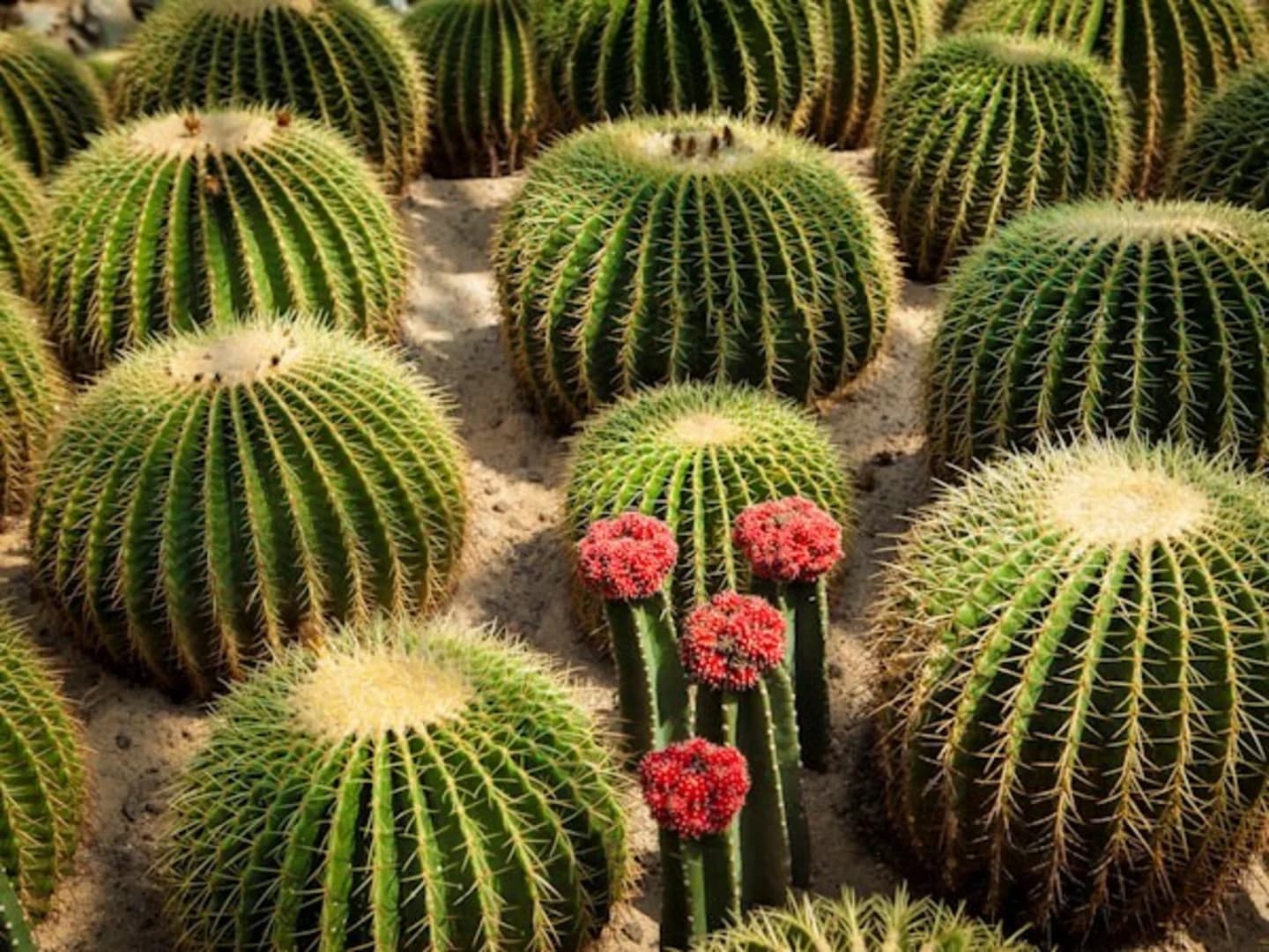 Glendale AZ sub mod 3EDIT