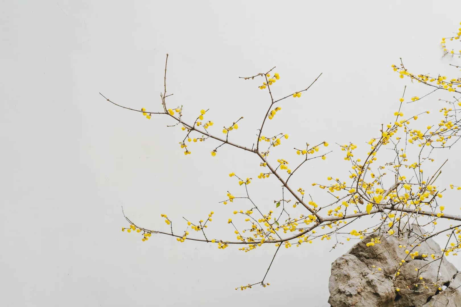 Yellow Branches and a Rock on Grey Background