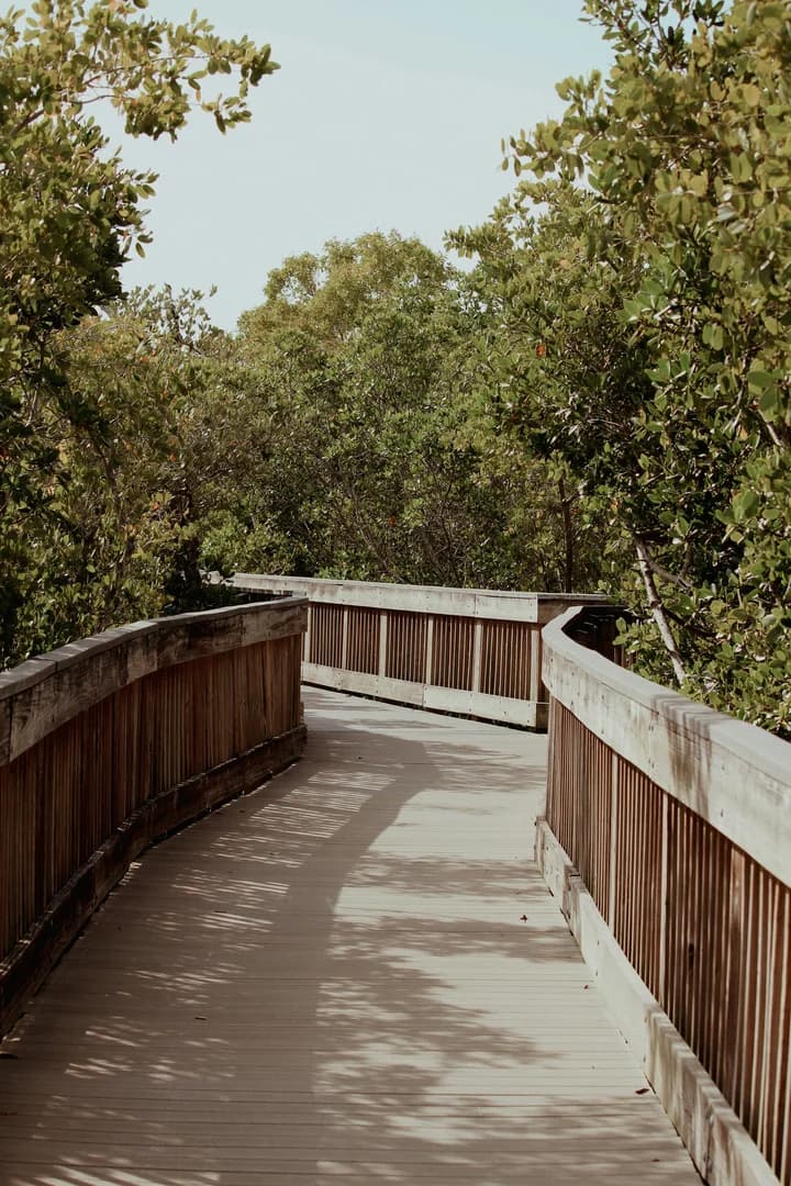 Boardwalk to the Beach Through Seagrapes Leaves