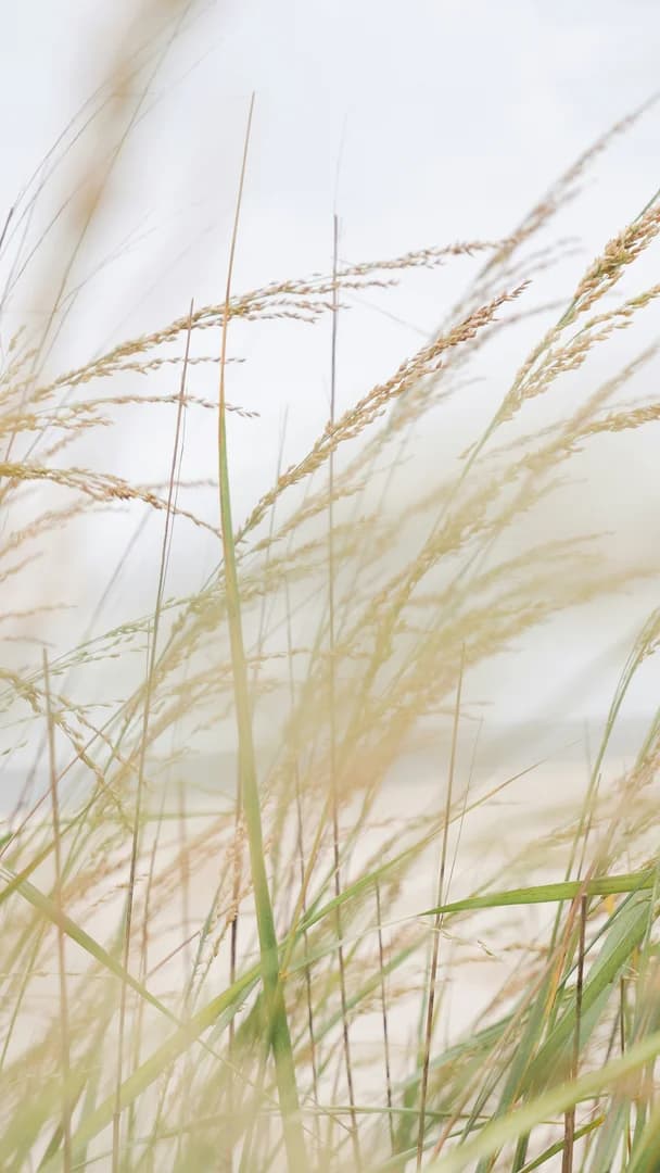 Detail of Beach Grass by the Sea