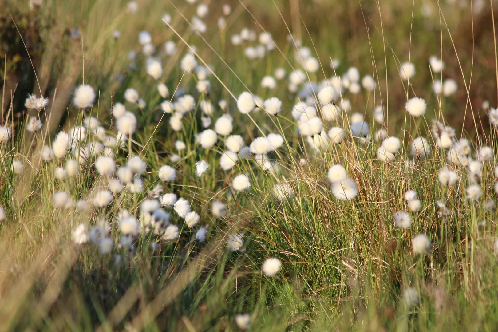 Detail of Small White Flowers in Grasses