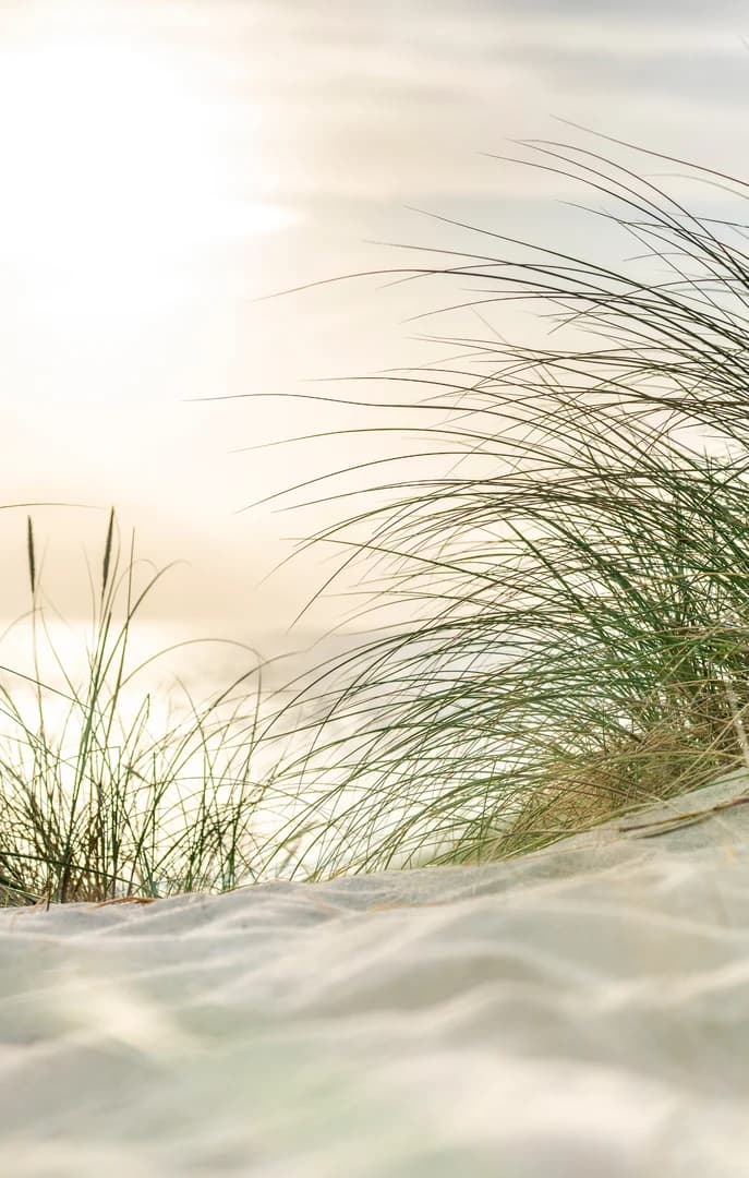 CloseUp of Beach Grass in Sand USP Crop