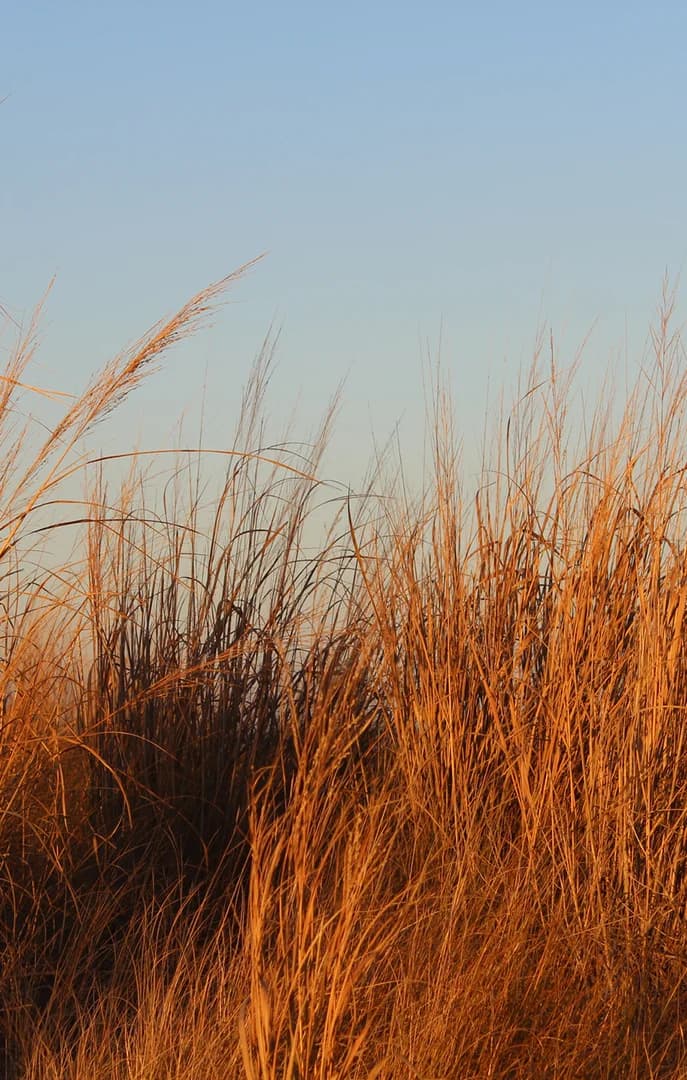 143747 Detail of Wheat or Seagrass Texture USP Crop