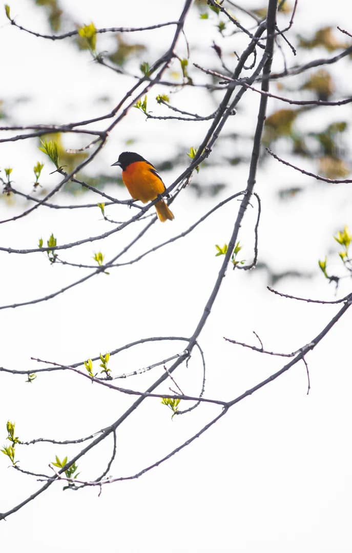150032 Oriole Bird Sitting on Tree Branch USP Crop