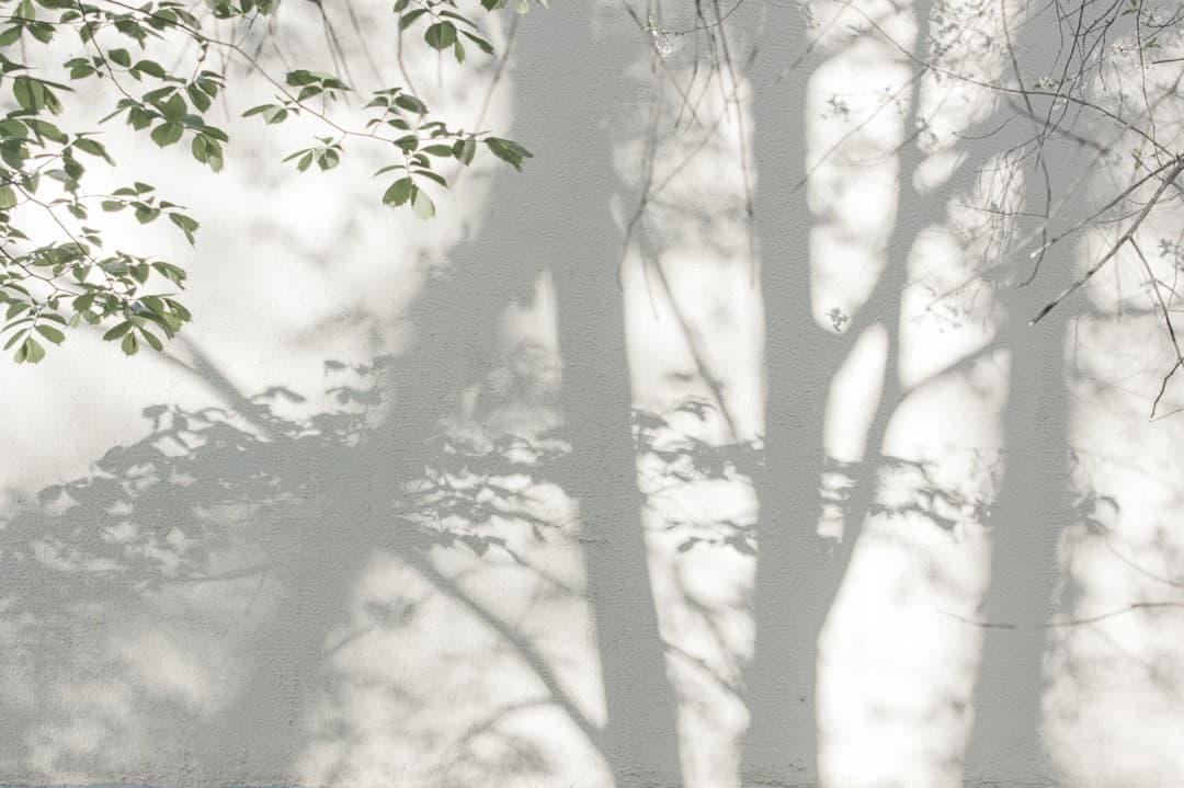 Tree Shadows on Wall