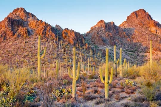 Arizona Sonoran Desert and Saguaro Cactus
