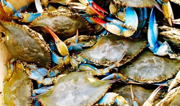 Blue Crabs
