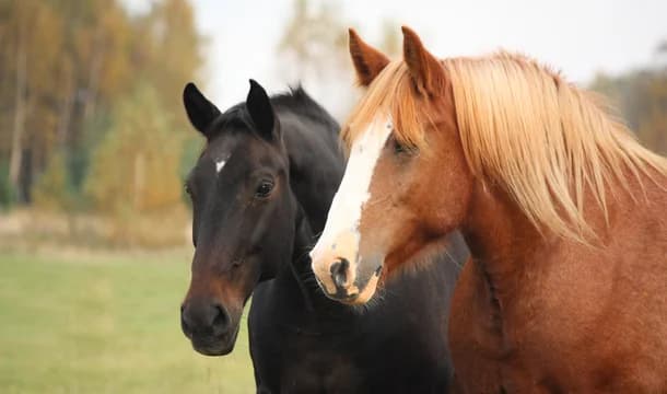 Horses