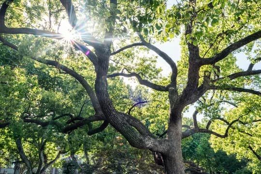 Sun Shining Through Mature Tree