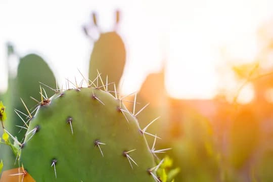 Detail of Cactus in Sunlight