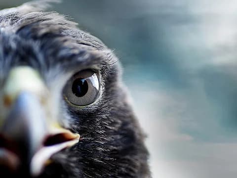 Morris County NJ Sub Mob 3