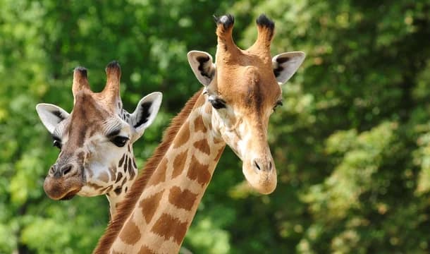 iStock 14218687 XLARGE