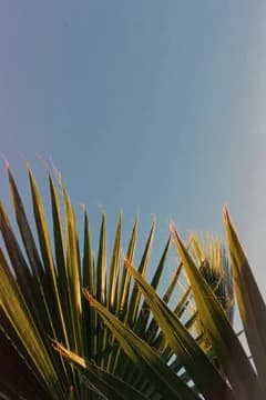 Palm in Breeze
