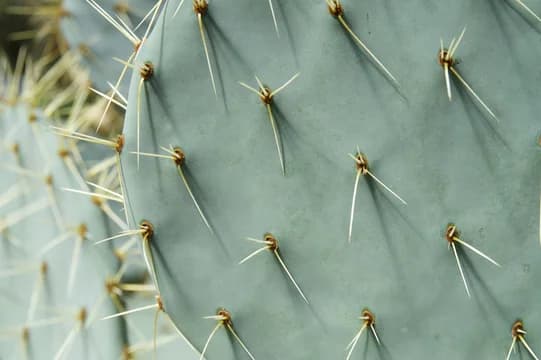 Cacti Texture