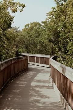 Boardwalk to the Beach Through Seagrapes Leaves