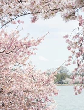 Cherry Blossoms Hanging