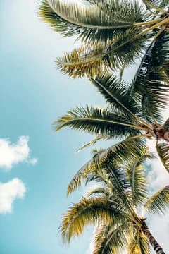 Looking Up at Palm Trees Against the Sky
