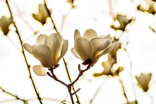 White Flowers Against Sky Tulip Magnolias