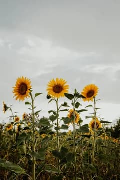 Sunflower Field