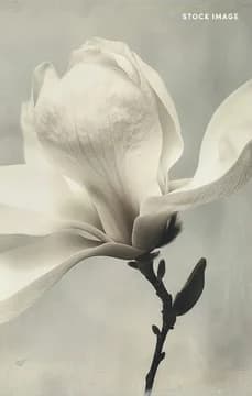 Hillandale NED DCA USP