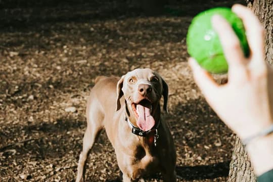 Dog in Dog Park Playing with Green Ball