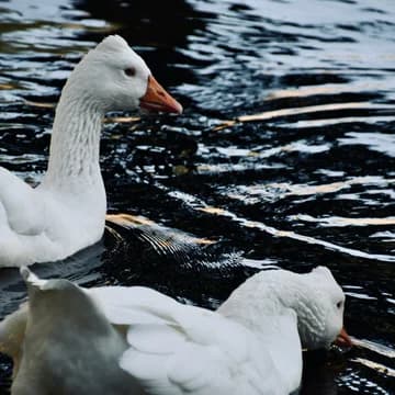 White Ducks in Pond at Park