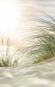 CloseUp of Beach Grass in Sand USP Crop