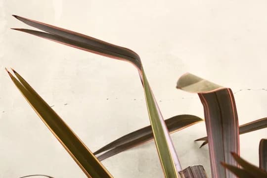 Succulent Leaves against White Wall