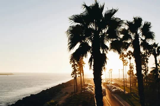 Banner Image Palms on Coast