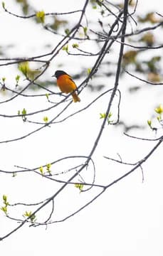 150032 Oriole Bird Sitting on Tree Branch USP Crop