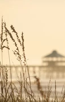 157479 Atmospheric Shot of Dock Over the Water with Seagrass USP Crop