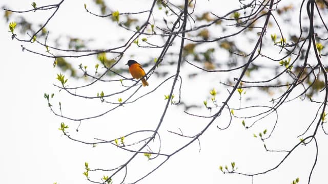 150032 Oriole Bird Sitting on Tree Branch 169 Crop