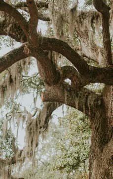 150021 USP Crop Georgia tree