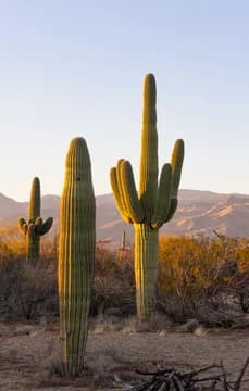 145191 USP Crop cactus