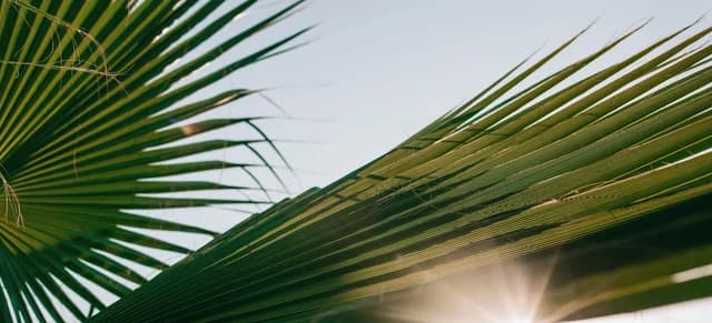 Palm Tree Leaf detail for banner