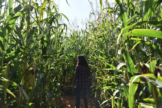 Teen Girl in Corn Maze